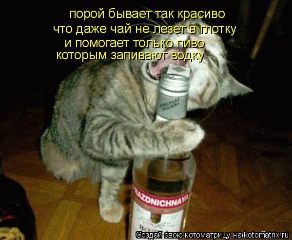 Котоматрица: порой бывает так красиво что даже чай не лезет в глотку и помогает только пиво которым запивают водку