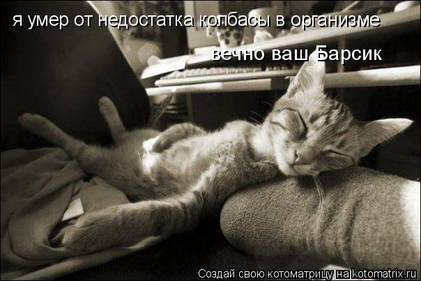 Котоматрица: я умер от недостатка колбасы в организме вечно ваш Барсик