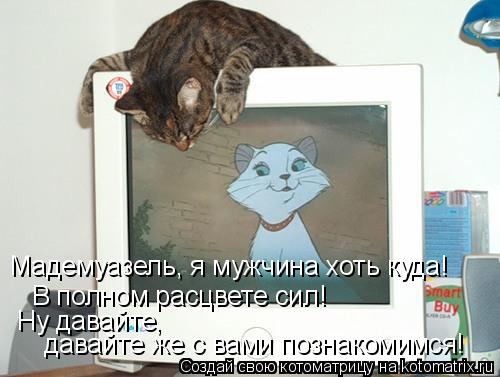 Мадемуазель, я мужчина хоть куда! В полном расцвете сил! Ну давайте, давайте же с вами познакомимся!... Котоматрица: Мадемуазель, я мужчина хоть куда! В полном расцвете сил! Ну давайте, давайте же с вами познакомимся!
