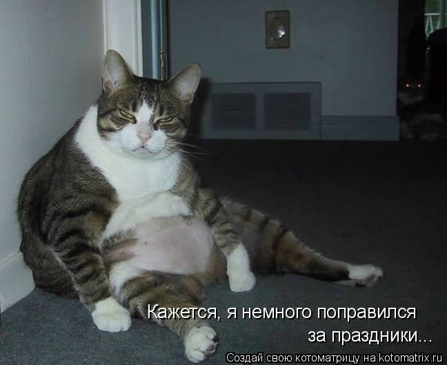 Кажется, я немного поправился за праздники...... Котоматрица: Кажется, я немного поправился за праздники...