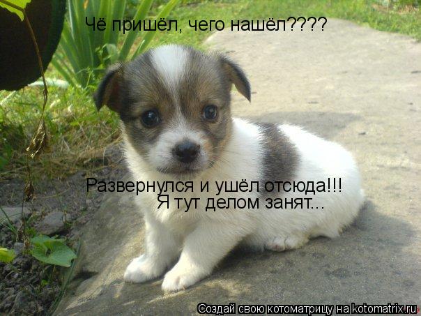 Чё пришёл, чего нашёл???? Развернулся и ушёл отсюда!!! Я тут делом занят...... Котоматрица: Чё пришёл, чего нашёл???? Развернулся и ушёл отсюда!!! Я тут делом занят...