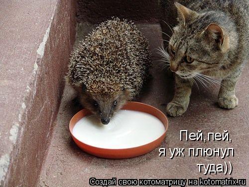 Котоматрица: Пей,пей, я уж плюнул туда))