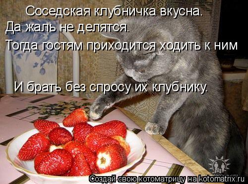 Котоматрица: Соседская клубничка вкусна. Да жаль не делятся. Тогда гостям приходится ходить к ним И брать без спросу их клубнику.