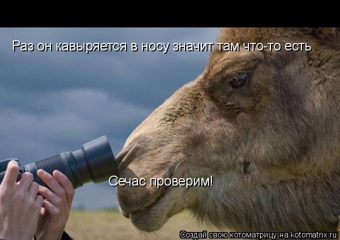 Раз он кавыряется в носу значит там что-то есть Сечас проверим!... Котоматрица: Раз он кавыряется в носу значит там что-то есть Сечас проверим!