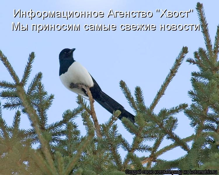 Информационное Агенство "Хвост" Мы приносим самые свежие новости... Котоматрица: Информационное Агенство "Хвост" Мы приносим самые свежие новости