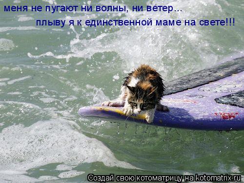 меня не пугают ни волны, ни ветер... плыву я к единственной маме на свете!!!... Котоматрица: меня не пугают ни волны, ни ветер... плыву я к единственной маме на свете!!!