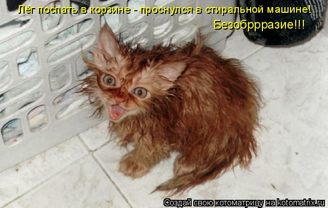 Лёг поспать в корзине - проснулся в стиральной машине! Безобррразие!!!... Котоматрица: Лёг поспать в корзине - проснулся в стиральной машине! Безобррразие!!!