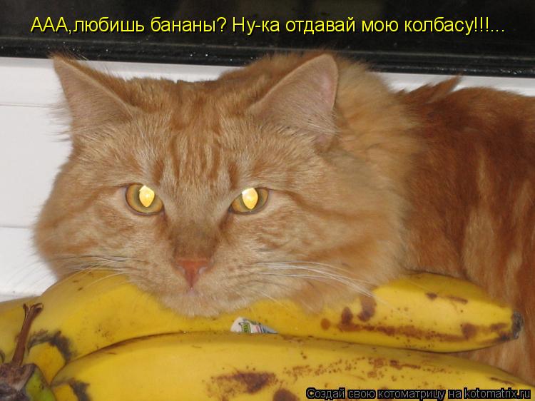 ААА,любишь бананы? Ну-ка отдавай мою колбасу!!!...... Котоматрица: ААА,любишь бананы? Ну-ка отдавай мою колбасу!!!...