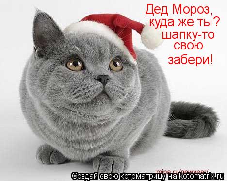 Котоматрица: Дед Мороз, куда же ты? шапку-то  забери! свою