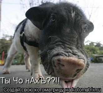 Ты Чо нАхЪ??!!... Котоматрица: Ты Чо нАхЪ??!!