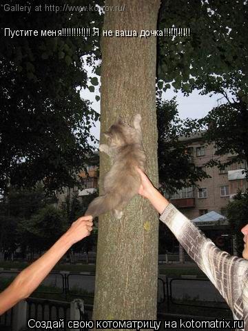 Котоматрица: Пустите меня!!!!!!!!!!!! Пустите меня!!!!!!!!!!!! Я не ваша дочка!!!!!!!!!!!