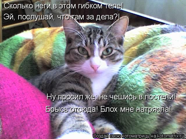 Сколько неги в этом гибком теле! Эй, послушай, что там за дела?! Ну просил же: не чешись в постели! Б... Котоматрица: Сколько неги в этом гибком теле! Эй, послушай, что там за дела?! Ну просил же: не чешись в постели! Брысь отсюда! Блох мне натрясла!