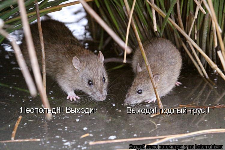 Леопольд!!! Выходи! Выходи! подлый трус!!... Котоматрица: Леопольд!!! Выходи! Выходи! подлый трус!!