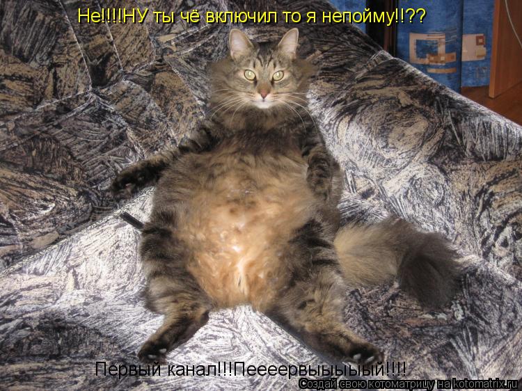 Не!!!!НУ ты чё включил то я непойму!!?? Первый канал!!!Пеееервыыыыый!!!!... Котоматрица: Не!!!!НУ ты чё включил то я непойму!!?? Первый канал!!!Пеееервыыыыый!!!!