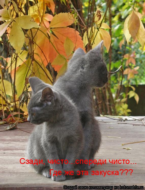 Сзади, чисто...спереди чисто... Где же эта закуска???... Котоматрица: Сзади, чисто...спереди чисто... Где же эта закуска???