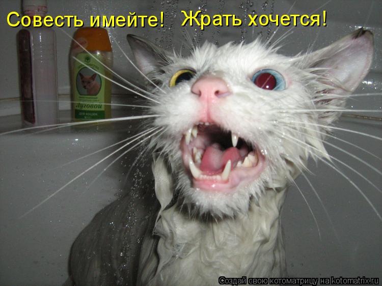 Совесть имейте! Жрать хочется!... Котоматрица: Совесть имейте! Жрать хочется!