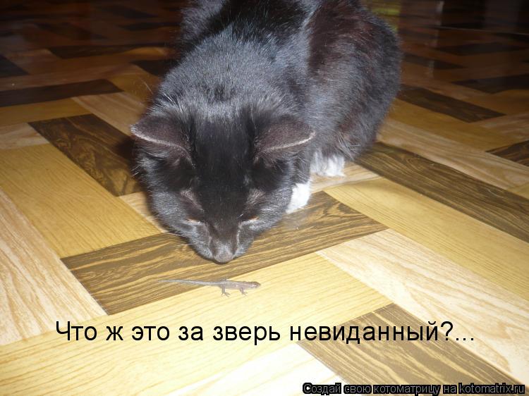 Что ж это за зверь невиданный?...... Котоматрица: Что ж это за зверь невиданный?...