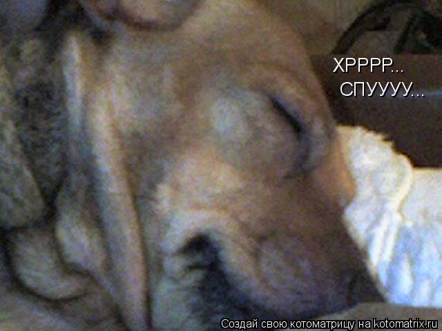 ХРРРР... СПУУУУ...... Котоматрица: ХРРРР... СПУУУУ...