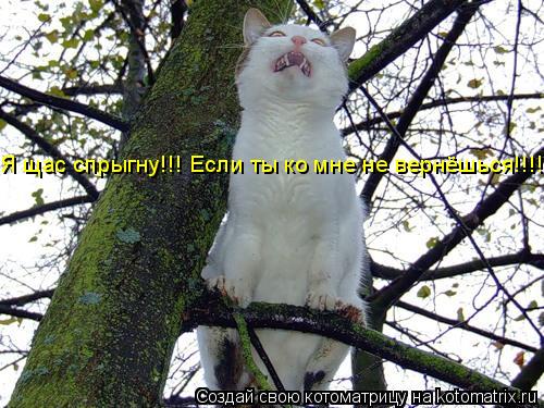 Я щас спрыгну!!! Если ты ко мне не вернёшься!!!!!... Котоматрица: Я щас спрыгну!!! Если ты ко мне не вернёшься!!!!!