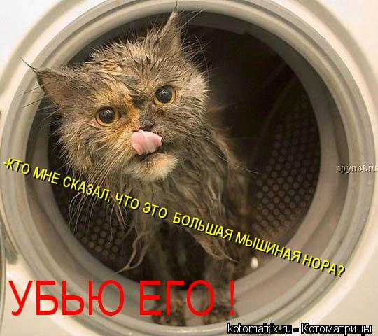 Котоматрица: -КТО МНЕ СКАЗАЛ, ЧТО ЭТО  БОЛЬШАЯ МЫШИНАЯ НОРА?  УБЬЮ ЕГО !