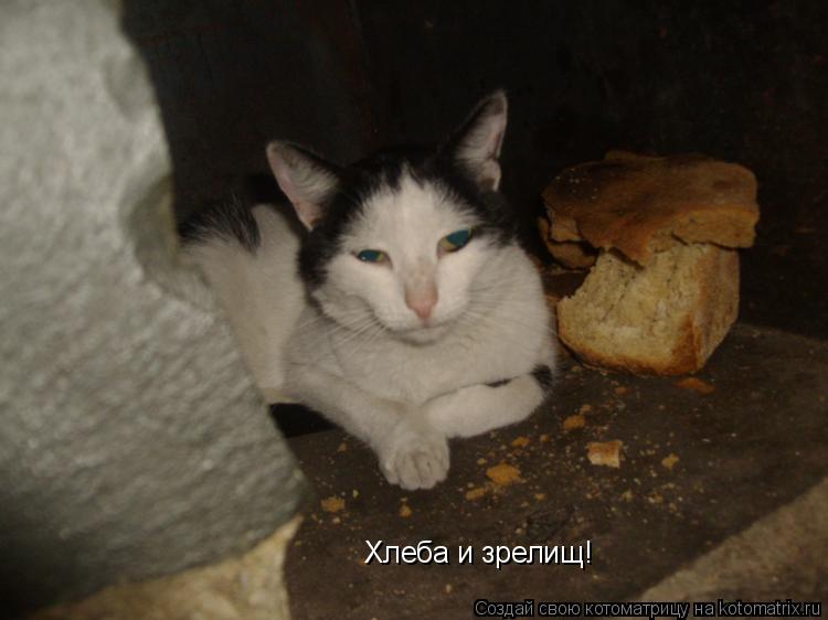 Котоматрица: Хлеба и зрелищ!