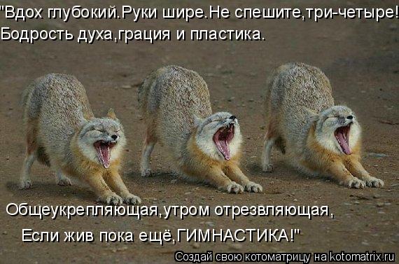 Котоматрица: "Вдох глубокий.Руки шире.Не спешите,три-четыре! Бодрость духа,грация и пластика. Общеукрепляющая,утром отрезвляющая, Если жив пока ещё,ГИМН