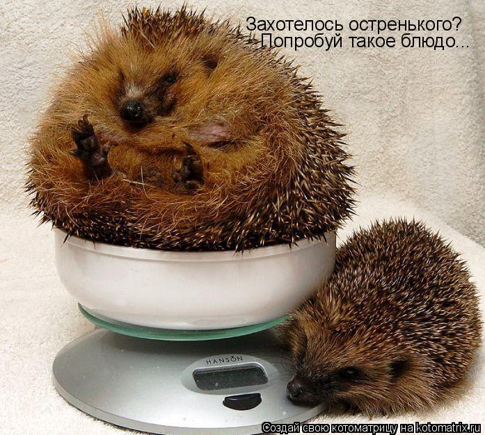 Захотелось остренького? Попробуй такое блюдо...... Котоматрица: Захотелось остренького? Попробуй такое блюдо...