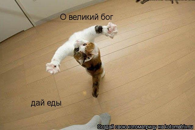 Котоматрица: О великий бог дай еды