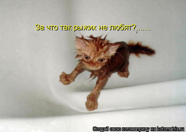 За что так рыжих не любят?.......... Котоматрица: За что так рыжих не любят?.......