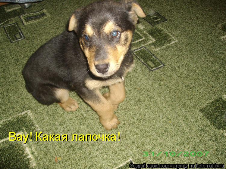 Котоматрица: Вау! Какая лапочка!