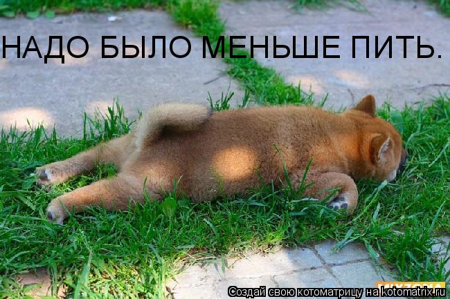 НАДО БЫЛО МЕНЬШЕ ПИТЬ.... Котоматрица: НАДО БЫЛО МЕНЬШЕ ПИТЬ.