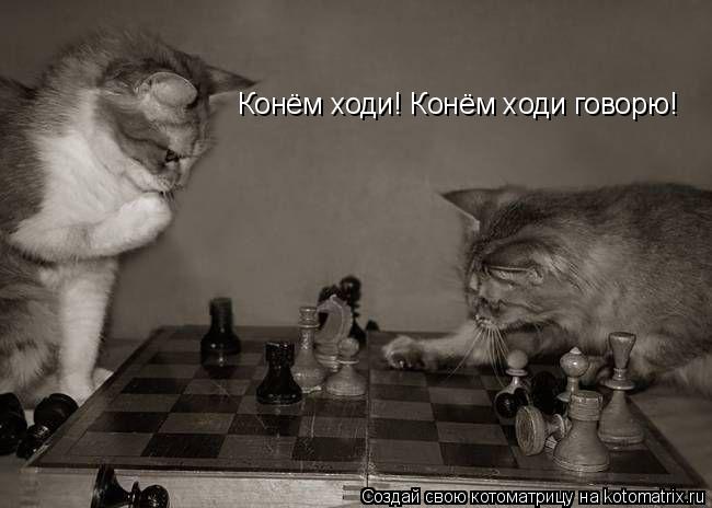 Котоматрица: Конём ходи! Конём ходи говорю!