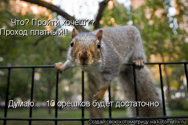Котоматрица: Что? Пройти хочеш?? Проход платный!! Думаю...  10 орешков будет достаточно