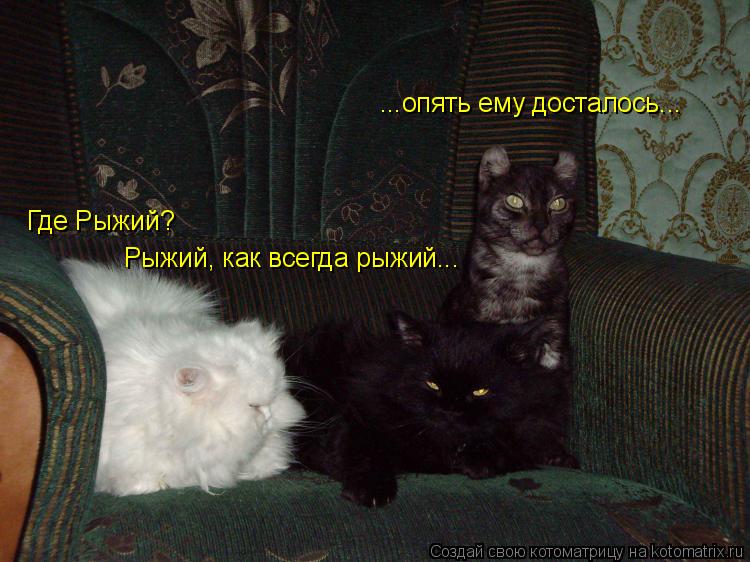 Где Рыжий? Рыжий, как всегда рыжий... ...опять ему досталось...... Котоматрица: Где Рыжий? Рыжий, как всегда рыжий... ...опять ему досталось...