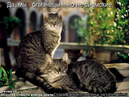Котоматрица: Да, мы - близнецы... но не сиамские.