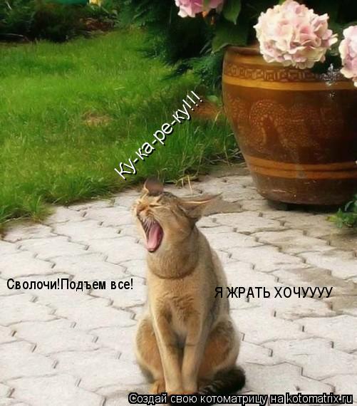 Котоматрица: Ку-ка-ре-ку!!! Сволочи!Подъем все! Я ЖРАТЬ ХОЧУУУУ