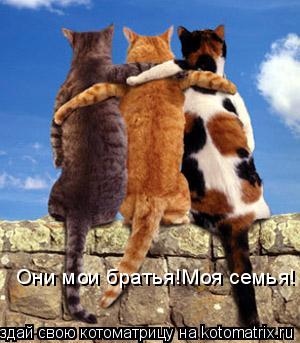 Они мои братья!Моя семья!... Котоматрица: Они мои братья!Моя семья!