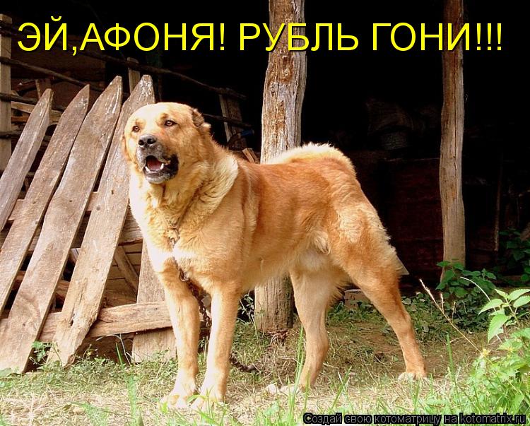 ЭЙ,АФОНЯ! РУБЛЬ ГОНИ!!!... Котоматрица: ЭЙ,АФОНЯ! РУБЛЬ ГОНИ!!!
