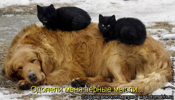 Котоматрица: Одолели меня чёрные мысли...
