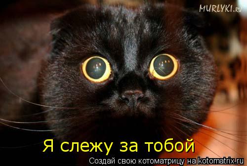 Котоматрица: Я слежу за тобой