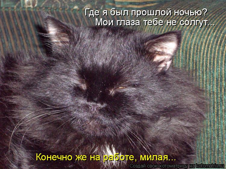 Котоматрица: Где я был прошлой ночью? Мои глаза тебе не солгут... Конечно же на работе, милая...
