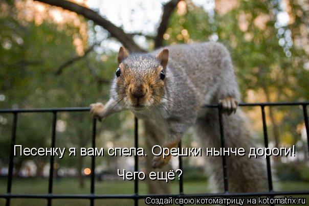 Котоматрица: Чего ещё? Песенку я вам спела. Орешки нынче дороги!