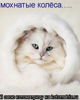 мохнатые колёса........ Котоматрица: мохнатые колёса.....