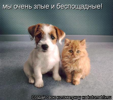 мы очень злые и беспощадные!... Котоматрица: мы очень злые и беспощадные!
