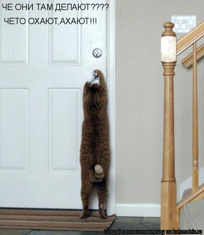 Котоматрица: ЧЕ ОНИ ТАМ ДЕЛАЮТ???? ЧЕТО ОХАЮТ,АХАЮТ!!!