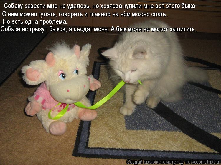 Собаку завести мне не удалось, но хозяева купили мне вот этого быка С ним можно гулять, говорить и гл... Котоматрица: Собаку завести мне не удалось, но хозяева купили мне вот этого быка С ним можно гулять, говорить и главное на нём можно спать. Но есть одна пр