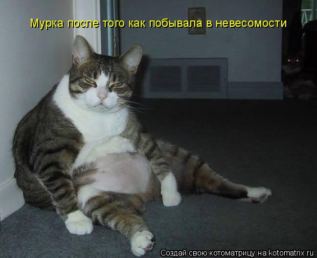 Мурка после того как побывала в невесомости... Котоматрица: Мурка после того как побывала в невесомости
