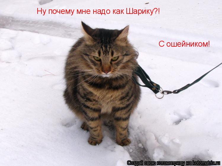 Ну почему мне надо как Шарику?! С ошейником!... Котоматрица: Ну почему мне надо как Шарику?! С ошейником!