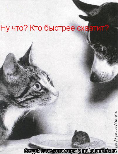 Ну что? Кто быстрее схватит?... Котоматрица: Ну что? Кто быстрее схватит?