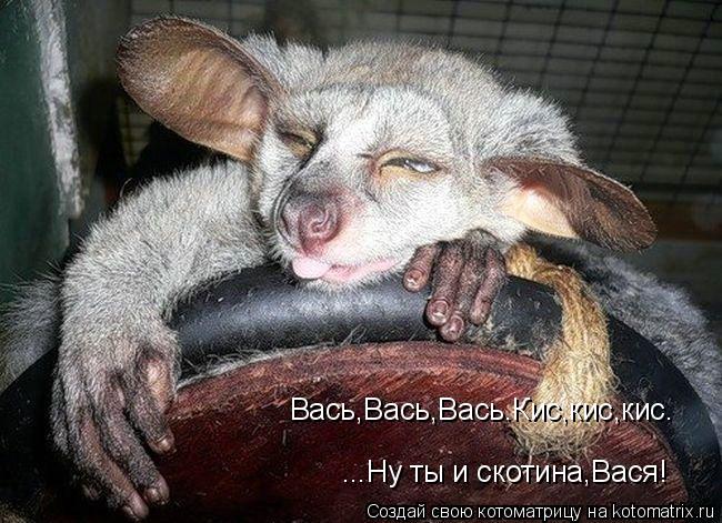 Вась,Вась,Вась.Кис,кис,кис. ...Ну ты и скотина,Вася!... Котоматрица: Вась,Вась,Вась.Кис,кис,кис. ...Ну ты и скотина,Вася!